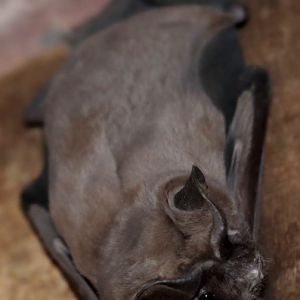 Wagner's bonneted bat or Wagner's mastiff bat (Eumops glaucinus)
