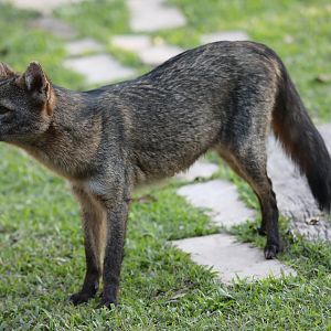 crab-eating fox (Cerdocyon thous)