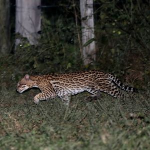 ocelot (Leopardus pardalis)