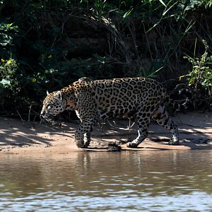 jaguar (Panthera onca)