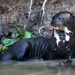 giant otter (Pteronura brasiliensis)