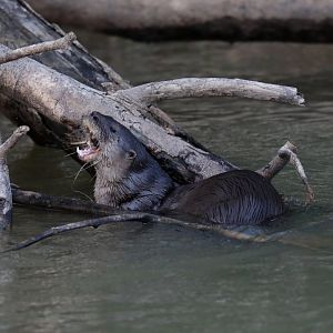 neotropical river otter (Lontra longicaudis)