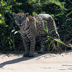jaguar (Panthera onca)