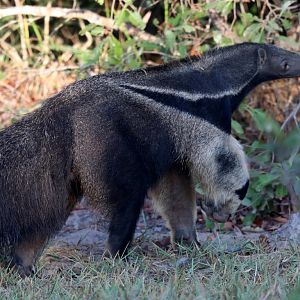 giant anteater (Myrmecophaga tridactyla)