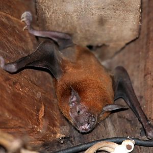 lesser bulldog bat (Noctilio albiventris)
