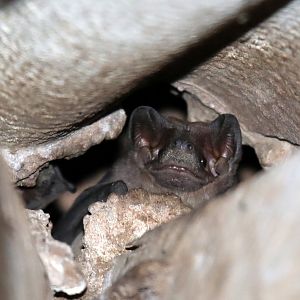 velvety free-tailed bat (Molossus molossus)