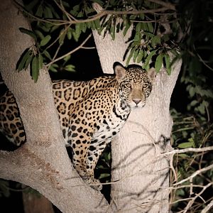 jaguar (Panthera onca)