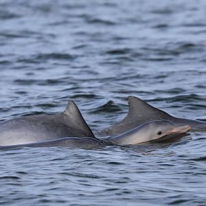 Guiana dolphin (Sotalia guianensis)