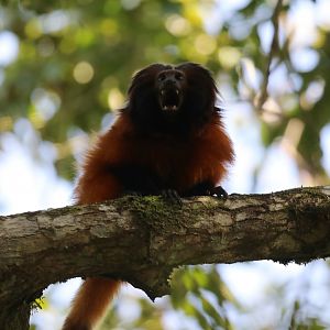 black-faced lion tamarin or Superagüi lion tamarin (Leontopithecus caissara)