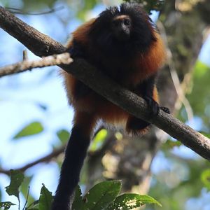 black-faced lion tamarin or Superagüi lion tamarin (Leontopithecus caissara)