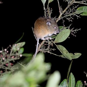 black-footed pygmy rice rat (Oligoryzomys nigripes)
