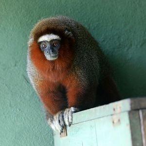 Hershkovitz's titi monkey (Plecturocebus dubius)