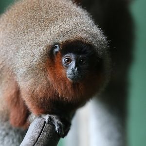 chestnut-bellied titi monkey (Plecturocebus caligatus)