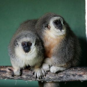 Vieira's titi monkey (Plecturocebus vieirai)