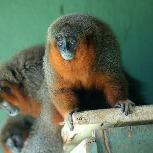 Caquetá titi monkey (Plecturocebus caquetensis)
