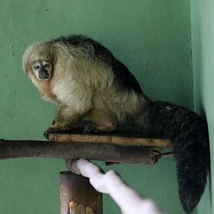 buffy saki or white saki (Pithecia albicans)