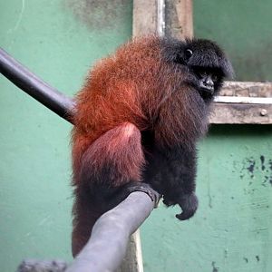 golden-backed uakari (Cacajao melanocephalus)