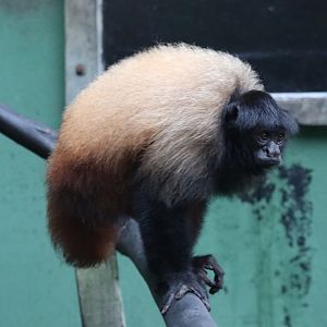 Neblina uakari (Cacajao hosomi)