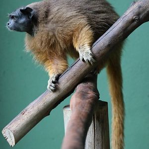 Martins's tamarin (Saguinus martinsi)