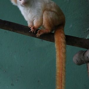 gold-and-white marmoset (Mico chrysoleucos)