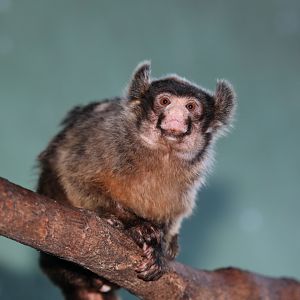 Maués Marmoset (Mico mauesi)