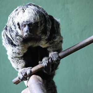 Mittermeier's Tapajós saki (Pithecia mittermeieri)