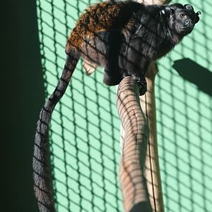 black tamarin (Saguinus niger)