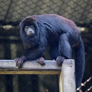 Spix's red-handed howler (Alouatta discolor)