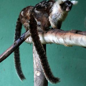 Santarém Marmoset (Mico humeralifer)