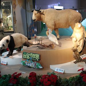The four special animals of Qinling - Shaanxi Nature Museum