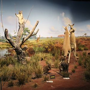 Australian mammals - Shaanxi Nature Museum