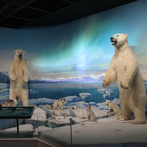 Arctic Wildlife - Shaanxi Nature Museum