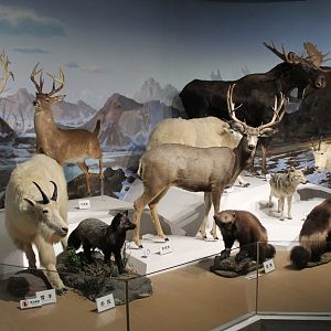 North America - Shaanxi Nature Museum