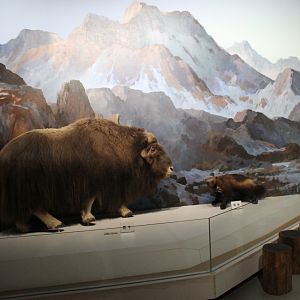 Musk-Ox and Wolverine - Shaanxi Nature Museum