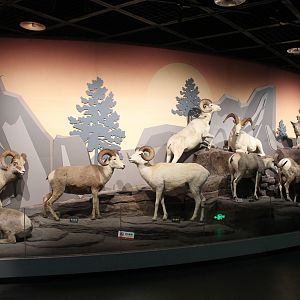 Bighorn and Dall's Sheep - Shaanxi Nature Museum