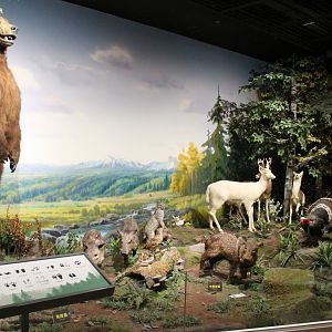 North America - Shaanxi Nature Museum