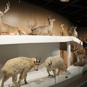 North America - Shaanxi Nature Museum