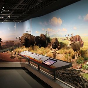 North America Prairie - Shaanxi Nature Museum