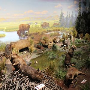 North America - Shaanxi Nature Museum