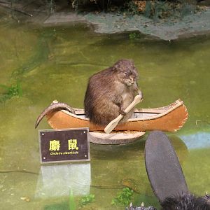 Muskrat - Shaanxi Nature Museum
