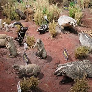 North America Prairie - Shaanxi Nature Museum