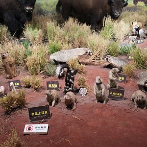 North America Prairie - Shaanxi Nature Museum