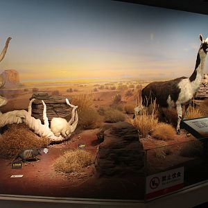 American Deserts - Shaanxi Nature Museum