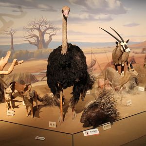 African Wildlife - Shaanxi Nature Museum