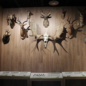 Horns and antlers - Shaanxi Nature Museum
