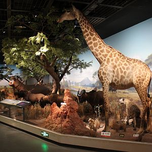 African Wildlife - Shaanxi Nature Museum