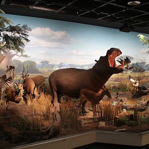 African Wildlife - Shaanxi Nature Museum