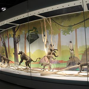 Chacma Baboons and Vervets - Shaanxi Nature Museum