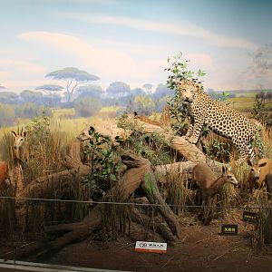 African Wildlife - Shaanxi Nature Museum
