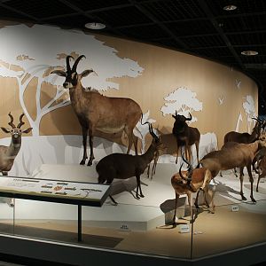 African antelopes - Shaanxi Nature Museum